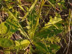 Image of Cirsium pannonicum (L. fil.) Link