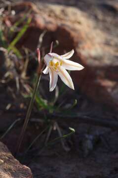 Image of Cyrtanthus clavatus (L'Hér.) R. A. Dyer