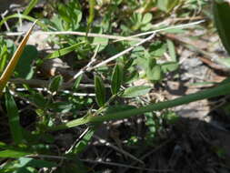 Imagem de Vicia sativa subsp. nigra (L.) Ehrh.