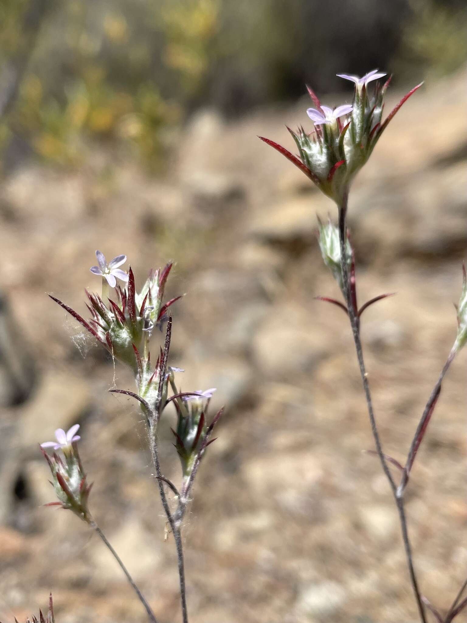 Image of Eriastrum brandegeae Mason