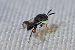 Image of Wasp