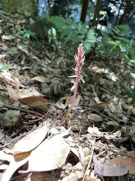 Image of Aphyllorchis montana Rchb. fil.