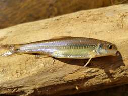 Imagem de Notropis hudsonius (Clinton 1824)