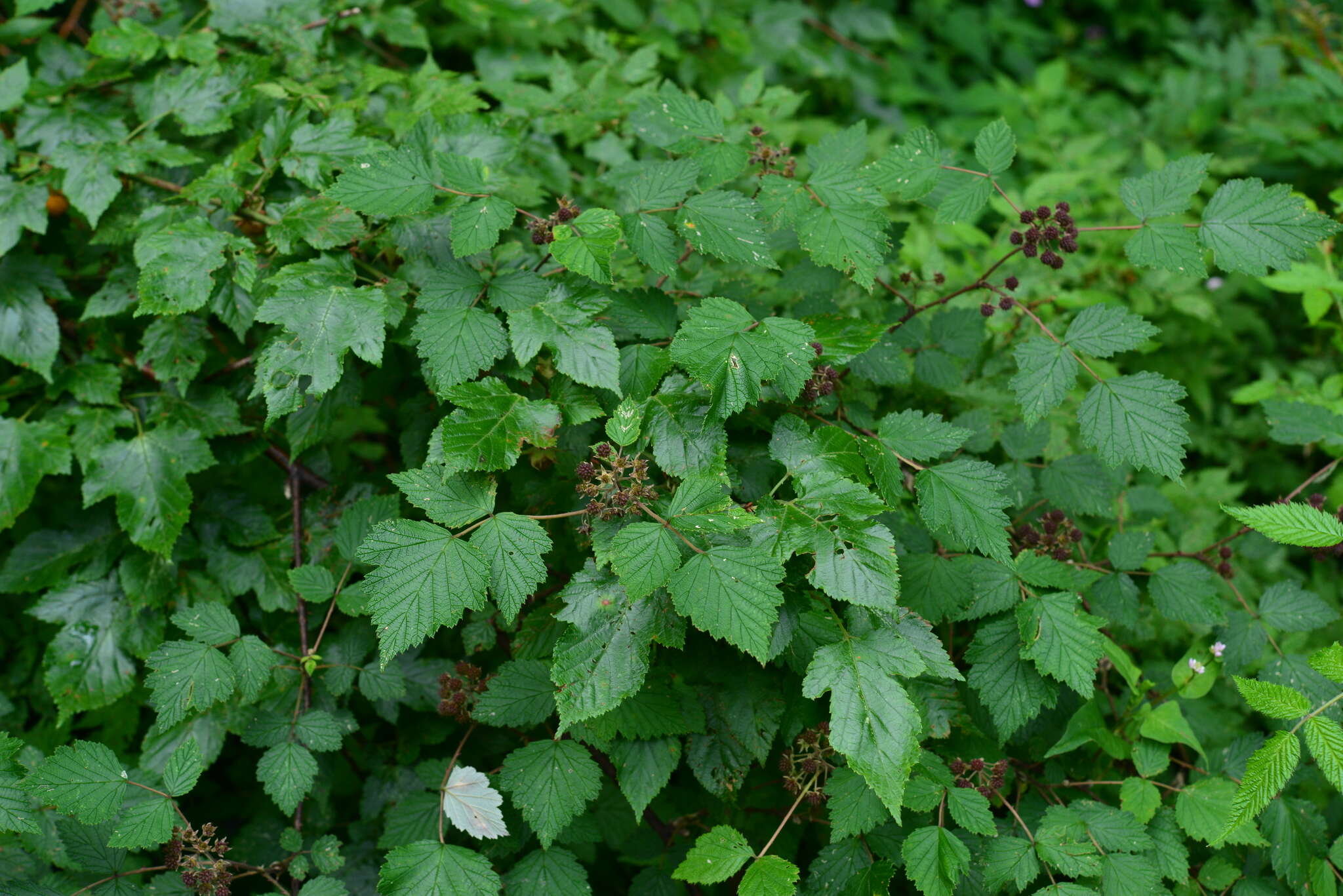 Слика од Rubus mesogaeus Focke