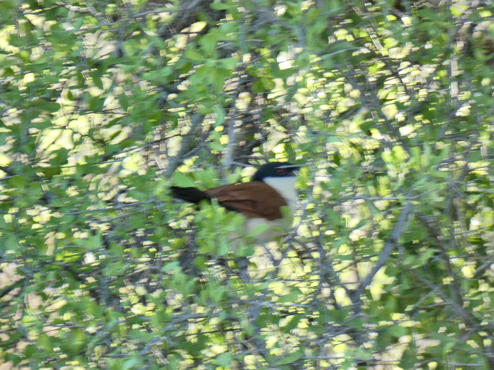 Plancia ëd Centropus senegalensis flecki Reichenow 1893