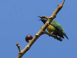 Image of Orange-bellied Leafbird