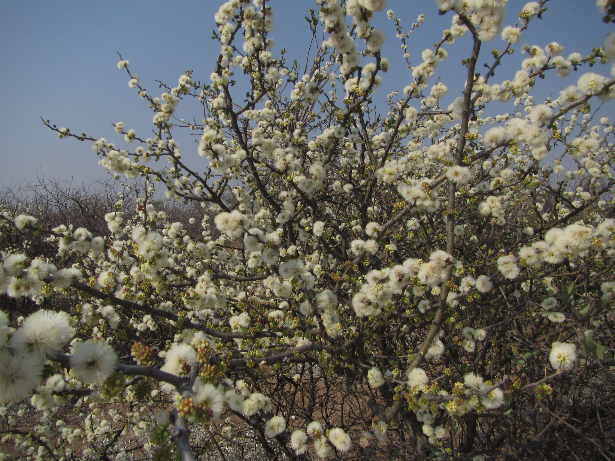 Sivun Senegalia mellifera subsp. detinens (Burch.) Kyal. & Boatwr. kuva