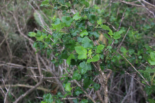 Imagem de Malacothamnus fasciculatus var. catalinensis (Eastw.) Kearney