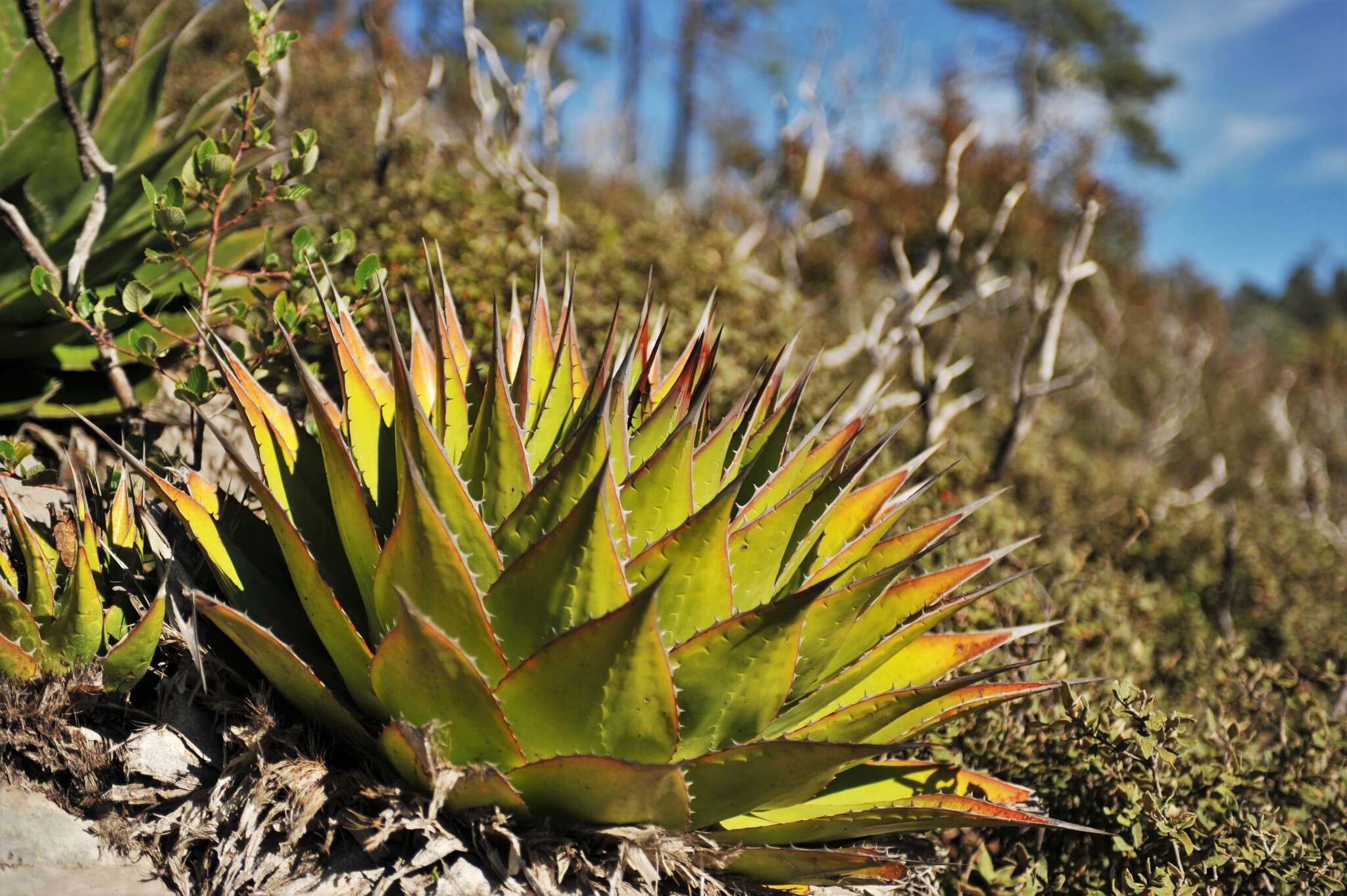 Agave montana Villarreal resmi