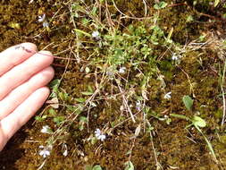 Image of Polygala serpyllifolia J. A. C. Hose