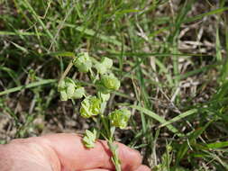 Image of wedgeleaf spurge