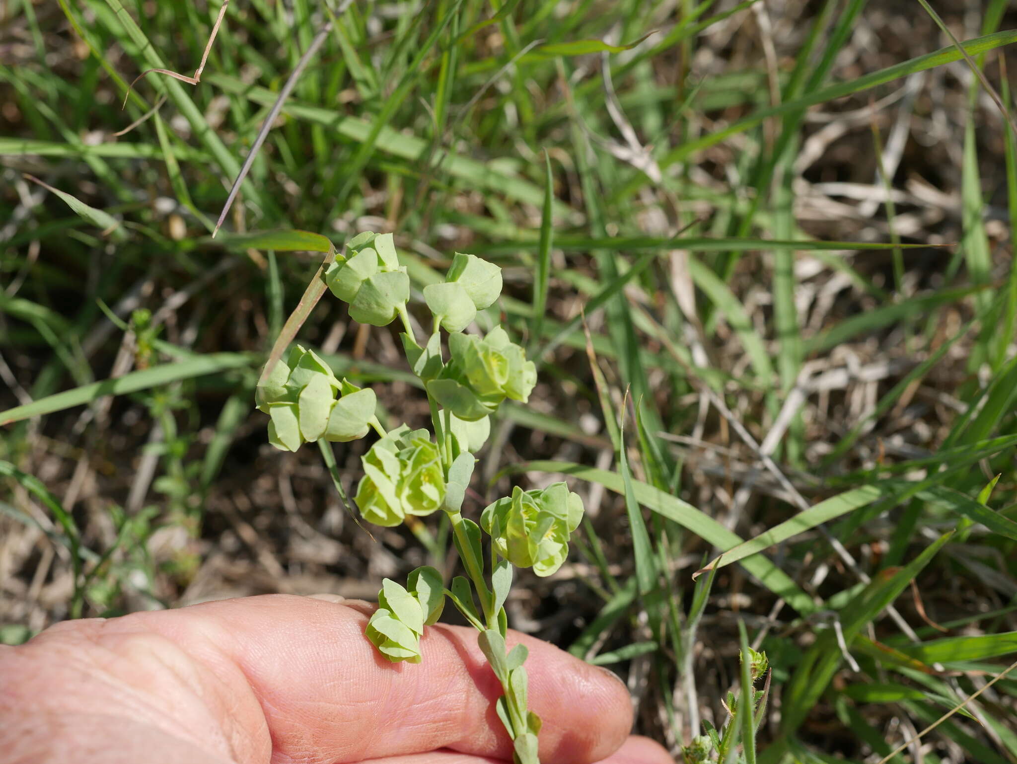 Euphorbia longicruris Scheele resmi