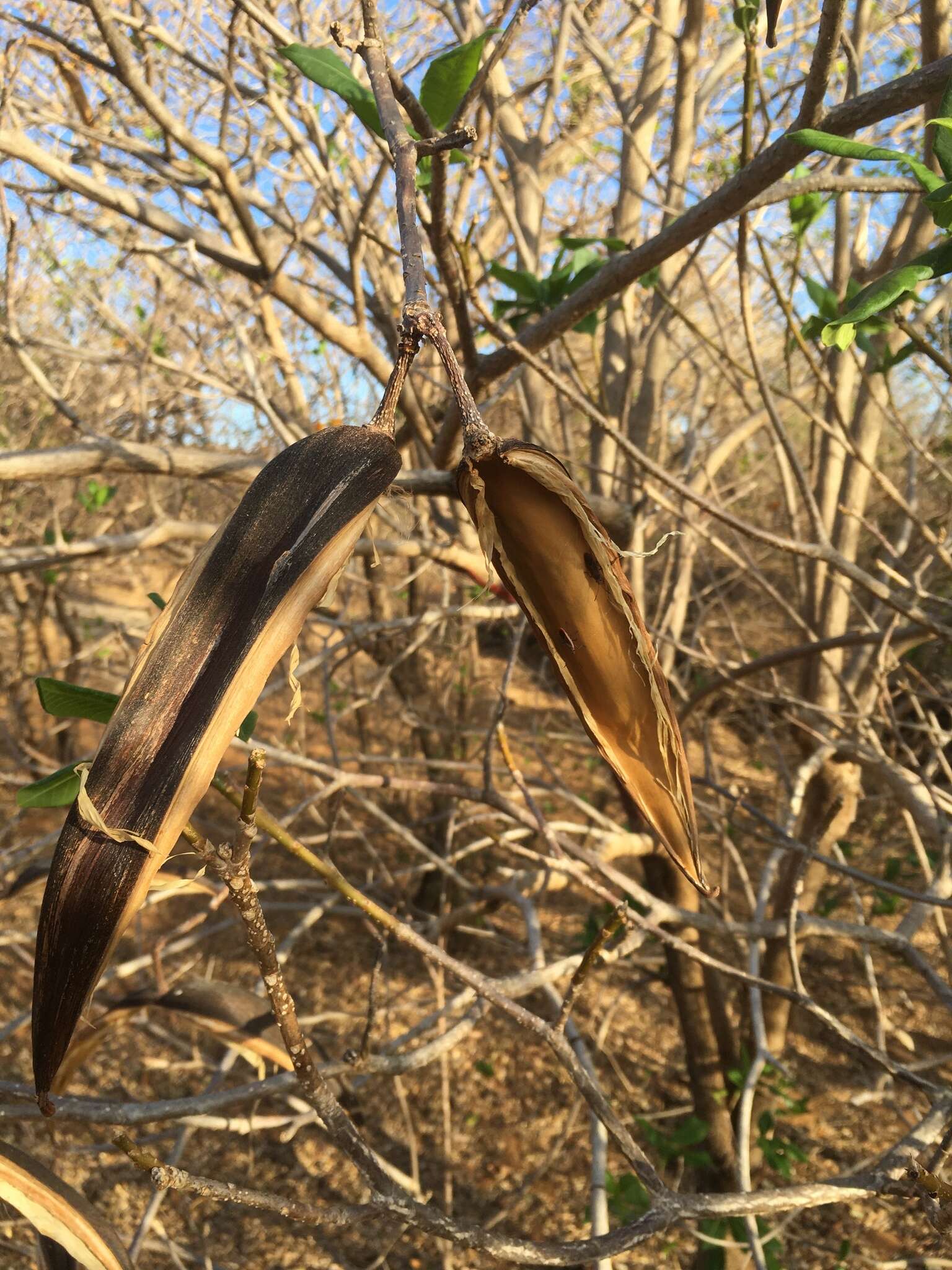 Imagem de Strophanthus boivinii Baill.