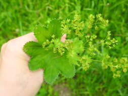 صورة Alchemilla micans Buser