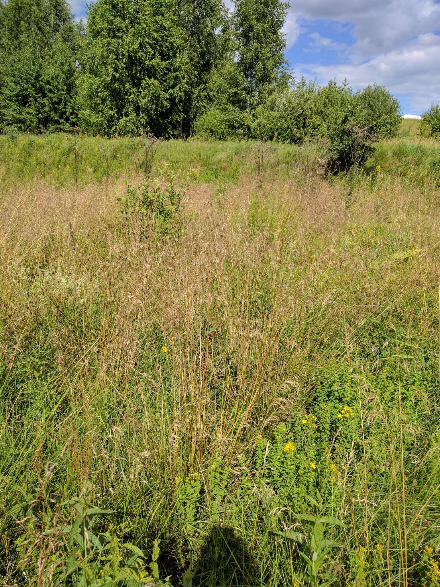 Image of Tufted Hair-grass