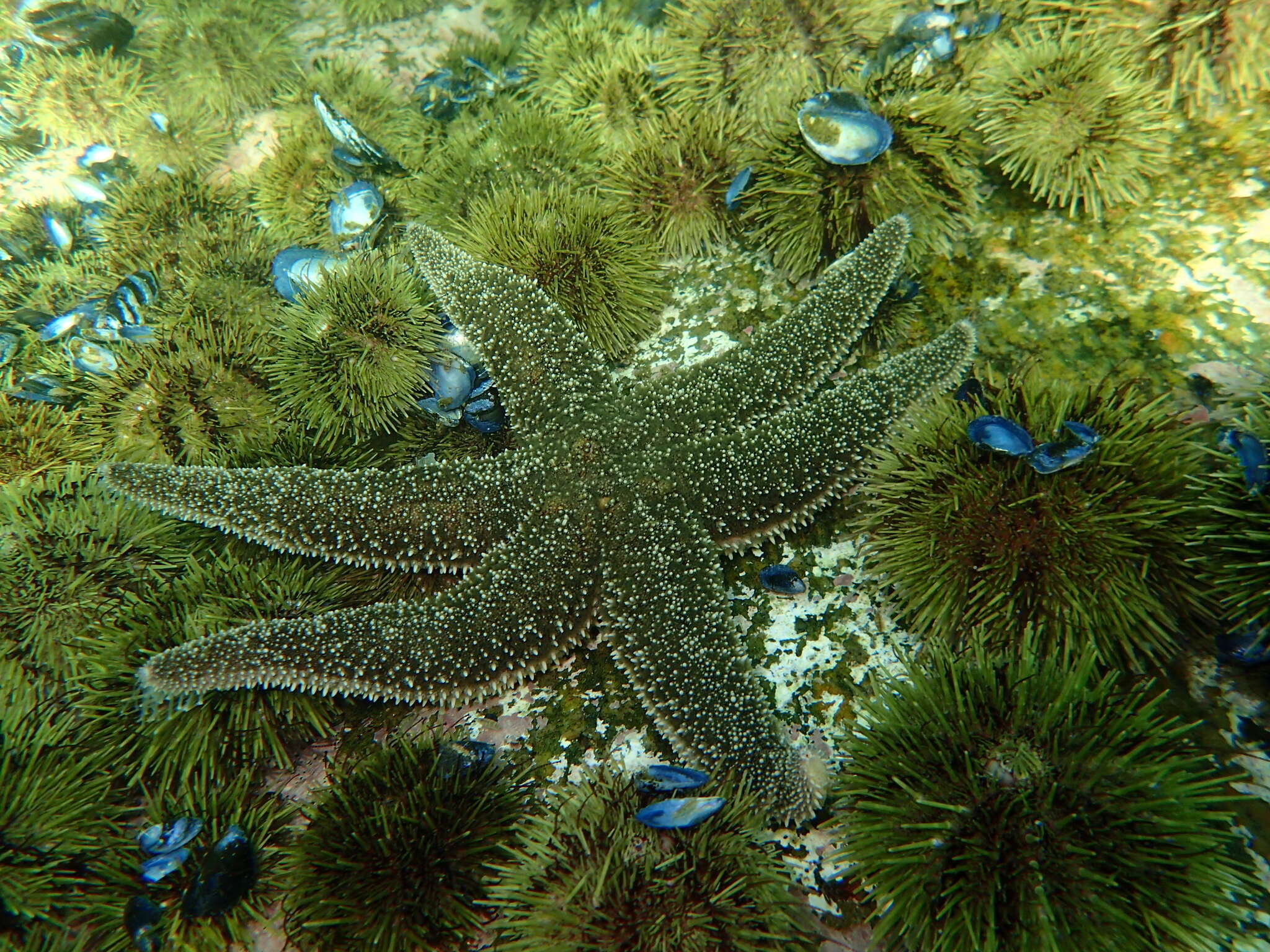 Image of Leptasterias subgen. Hexasterias Fisher 1930