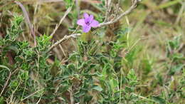 Imagem de Barleria pungens L. fil.