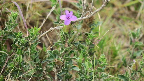 Image de Barleria pungens L. fil.