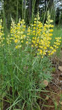 Image of sulphur lupine