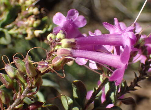 Image of Freylinia vlokii E. J. Van Jaarsveld