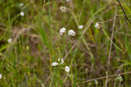 Plancia ëd Plagiobothrys nothofulvus (A. Gray) A. Gray