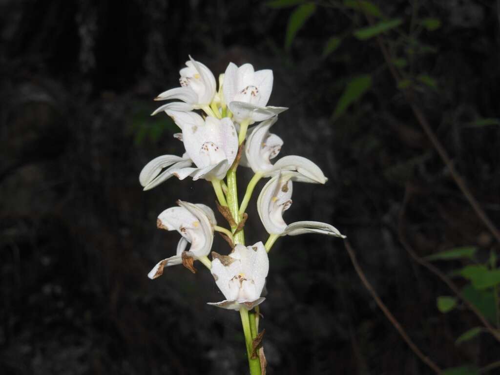 Image of Govenia liliacea (Lex.) Lindl.