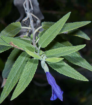 Image of Salvia retinervia Briq.