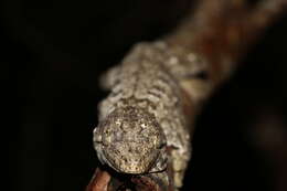 Image of New Caledonia Giant Gecko