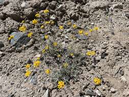 Image of Jepson's woolly sunflower