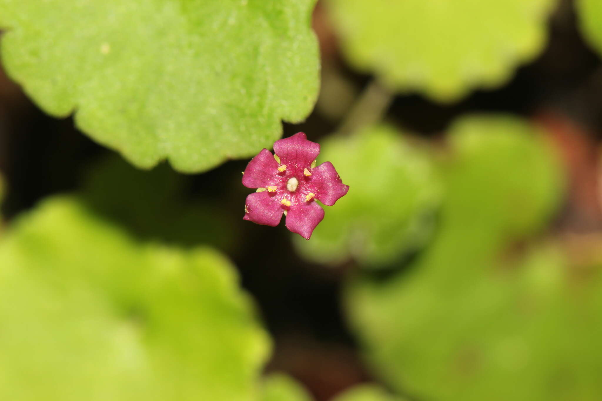 Image de Sibthorpia repens (Mutis ex L.) Kuntze