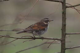 Image of Dusky Thrush