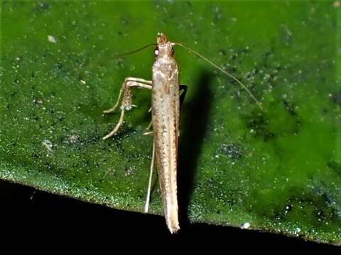 Image of Caloptilia linearis (Butler 1877)