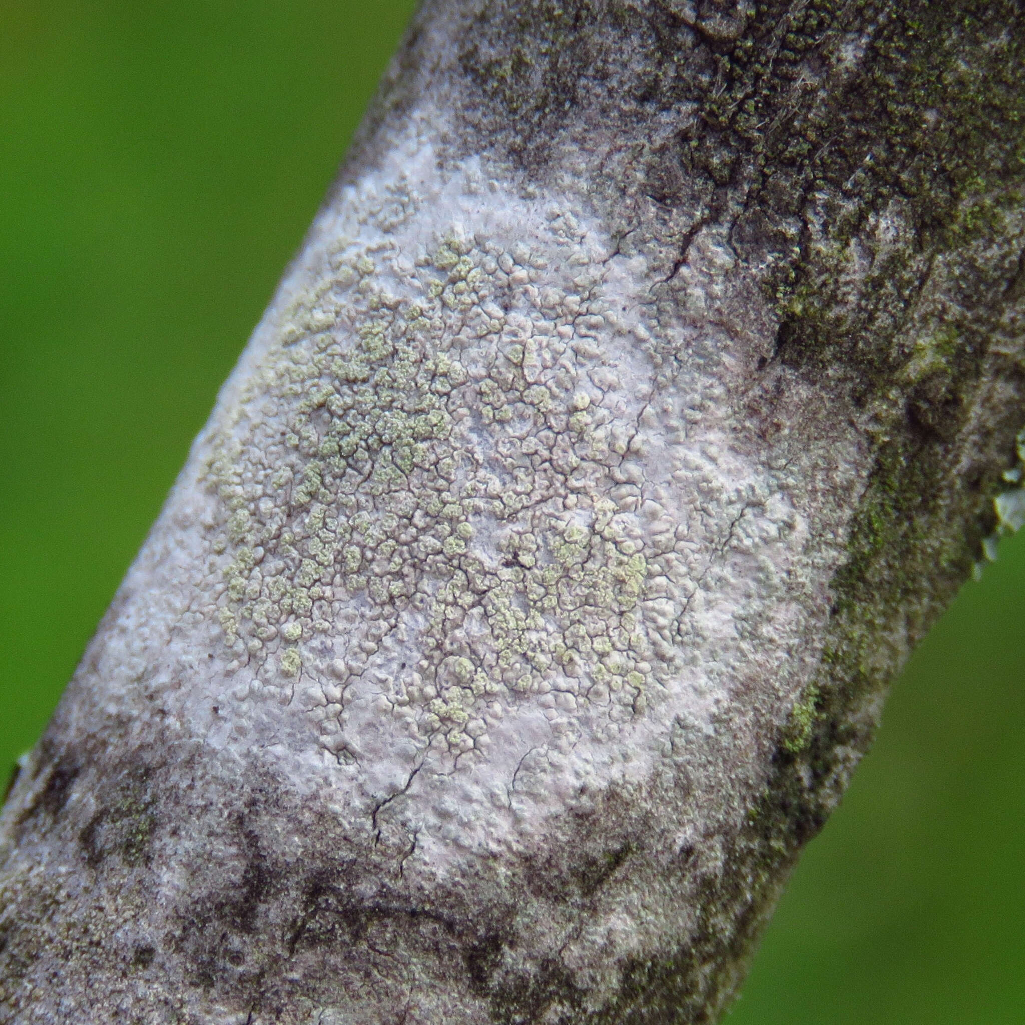 Слика од Lecanora strobilina (Spreng.) Kieff.