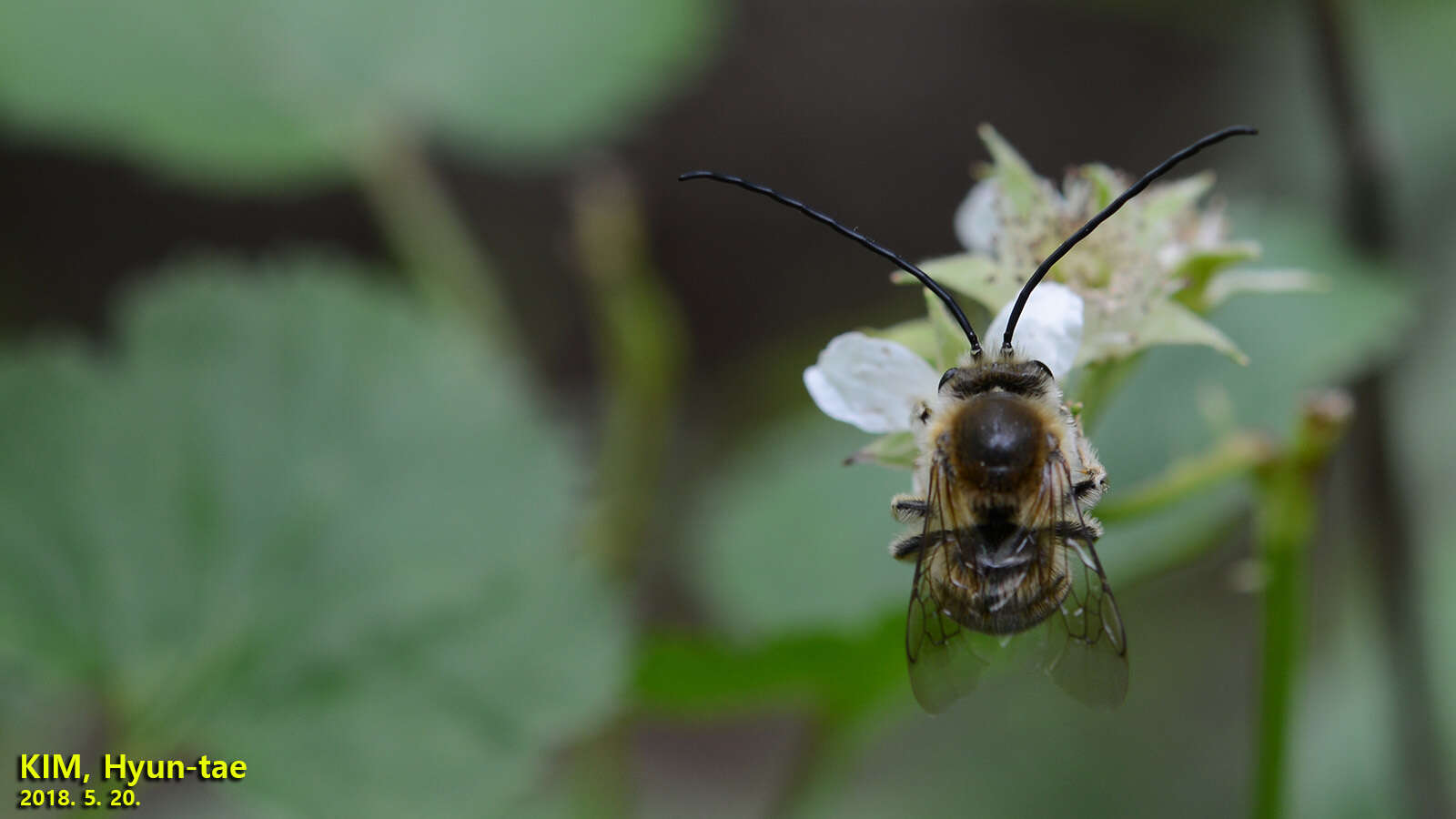 Image of Eucera nipponensis (Pérez 1905)