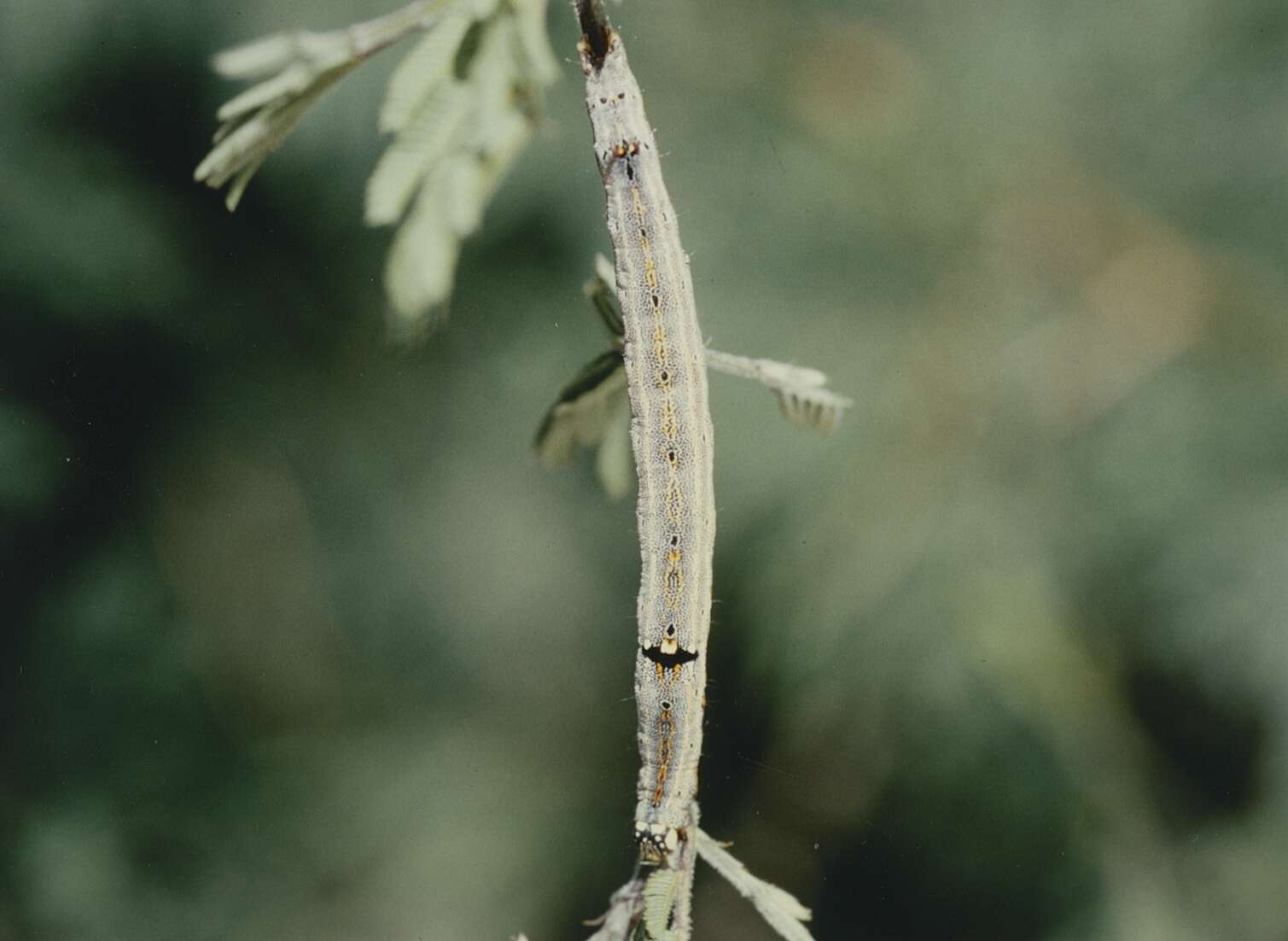 Image of Achaea catella Guenée 1852