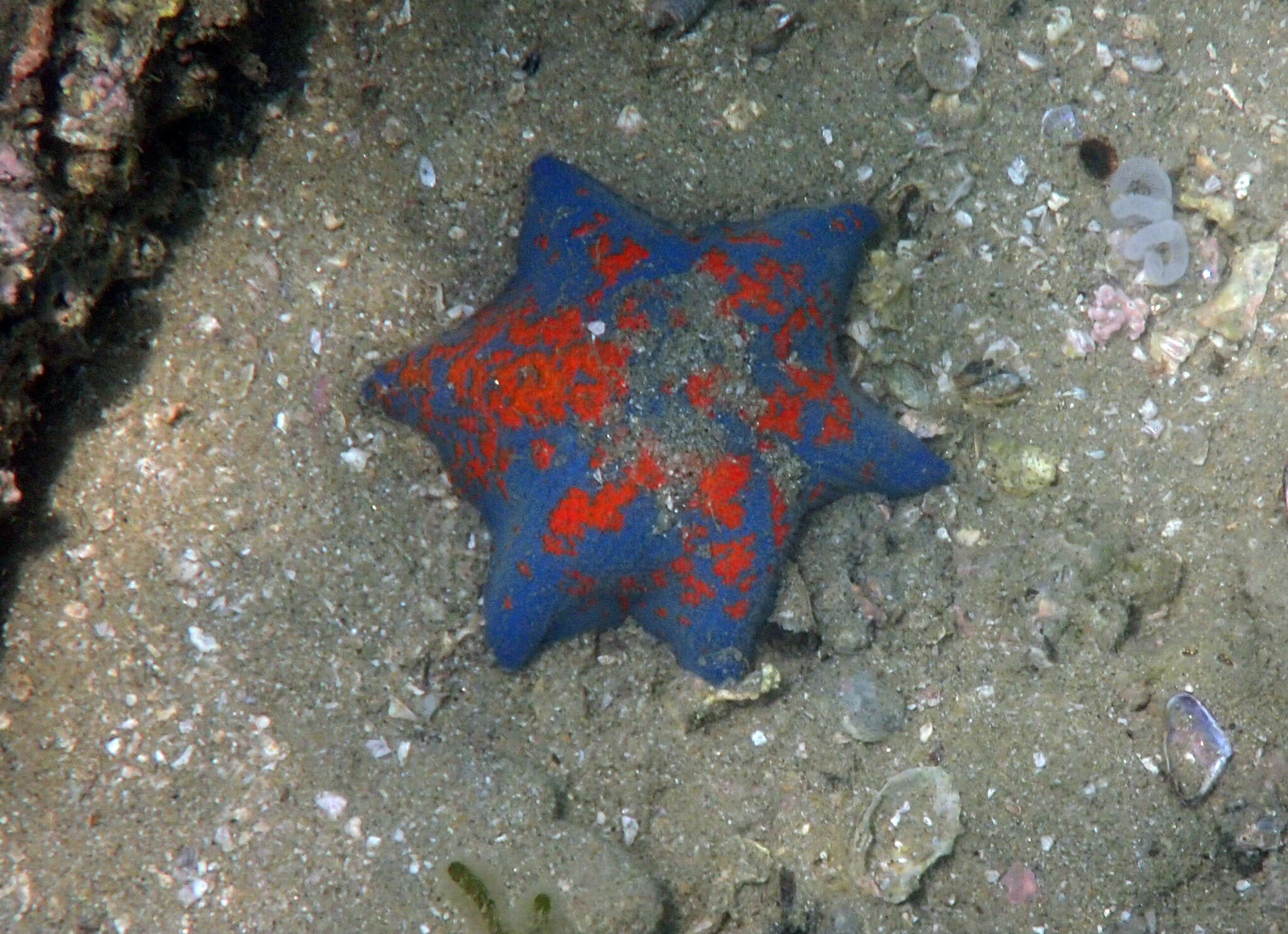 Image of Blue bat star