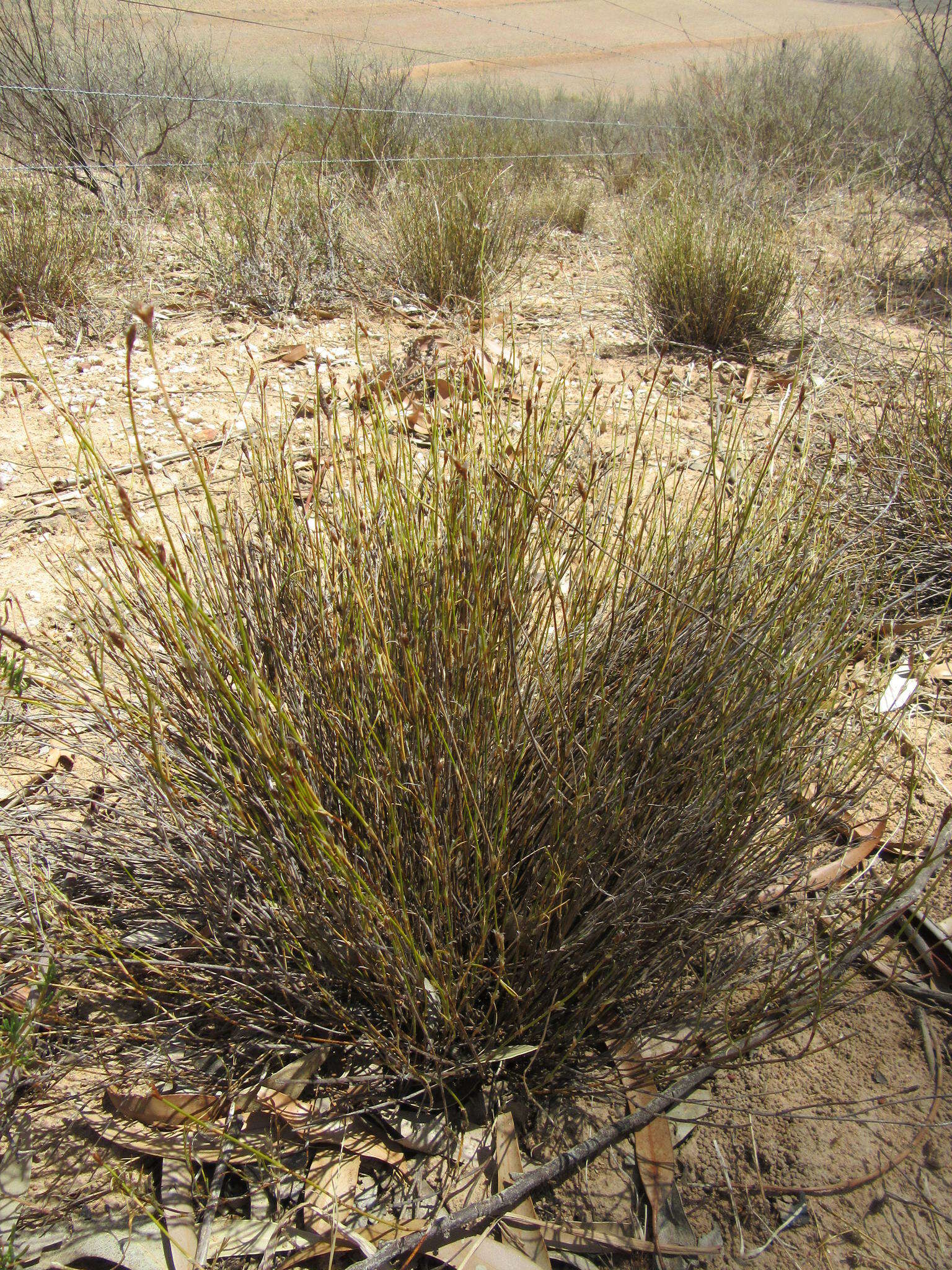 Image of Restio capensis (L.) H. P. Linder & C. R. Hardy