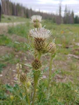 Cirsium clavatum (M. E. Jones) Petr. resmi