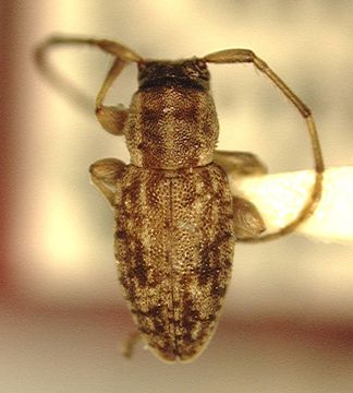 Image of <i>Boninella degenerata</i> Gressitt 1956