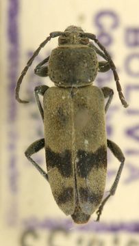 Image of <i>Boninella degenerata</i> Gressitt 1956