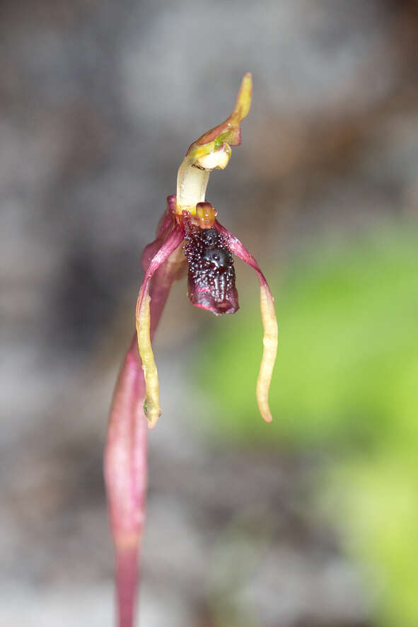 Image of Common wasp orchid