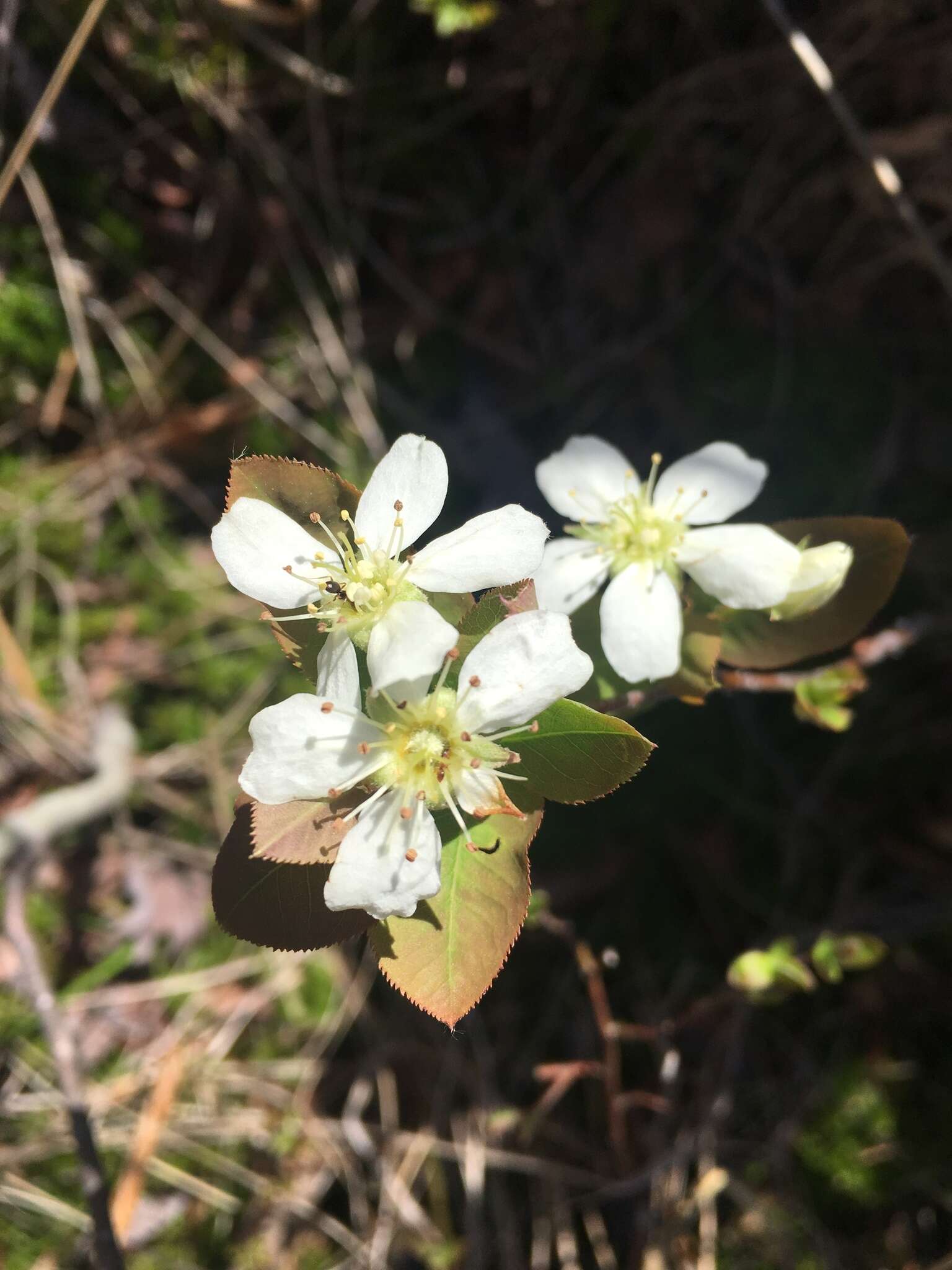 Image of oblongfruit serviceberry