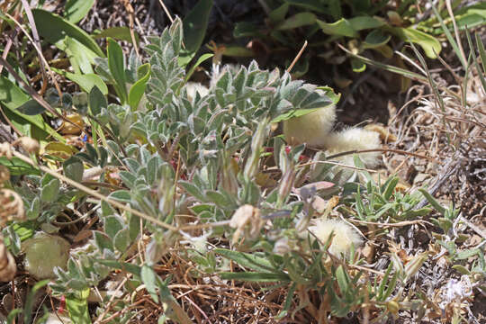 Image of Newberry's milkvetch