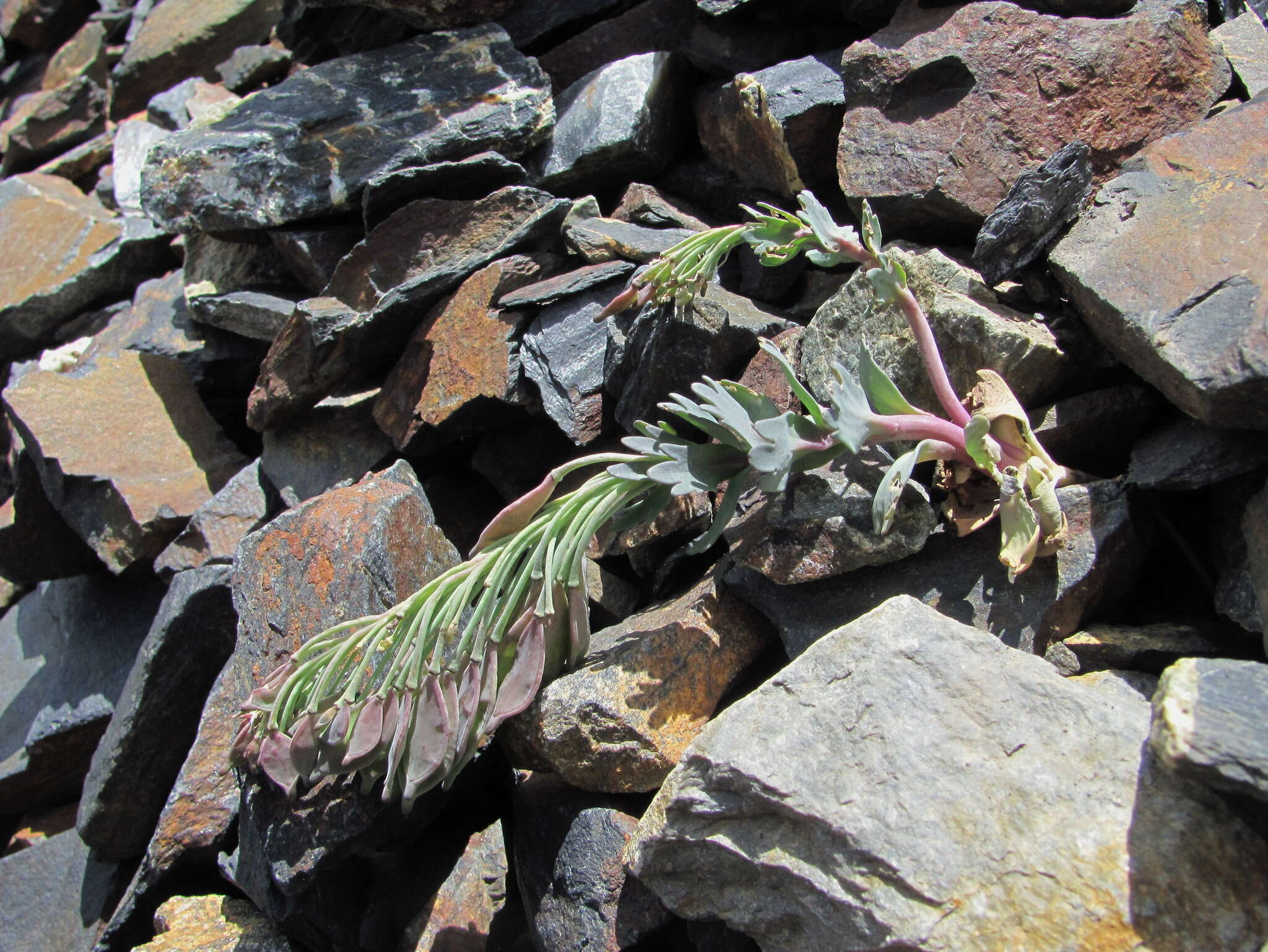 Pseudovesicaria digitata (C. A. Mey.) Rupr. resmi