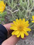 Image of narrowleaf arnica