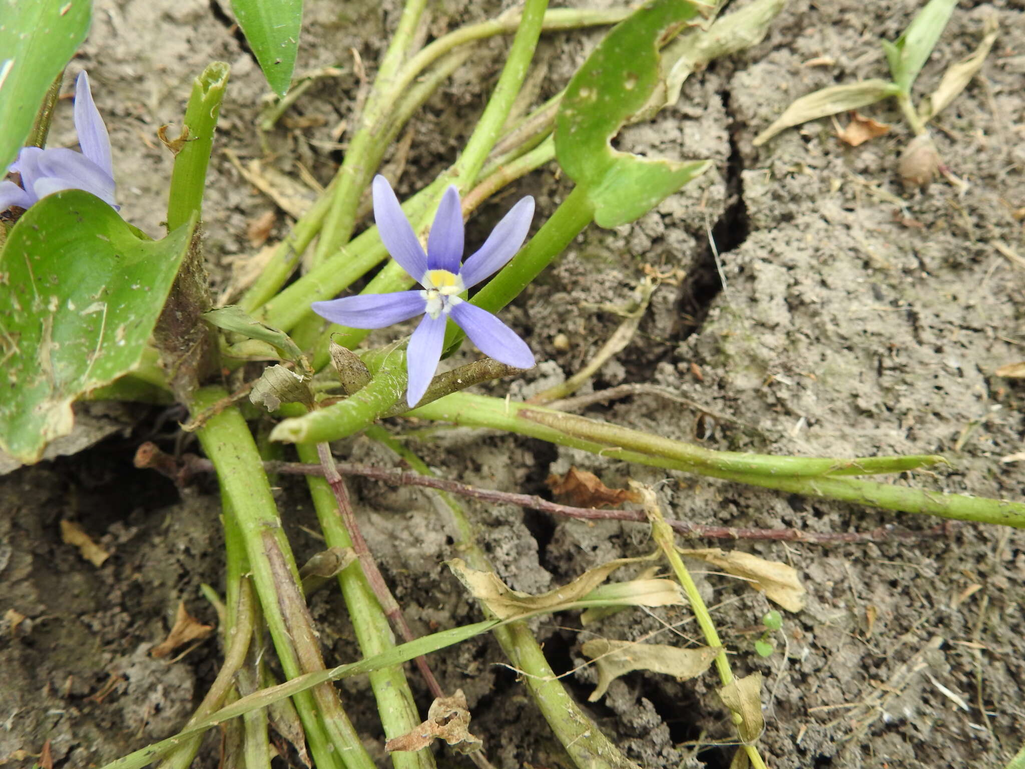 Heteranthera limosa (Sw.) Willd. resmi