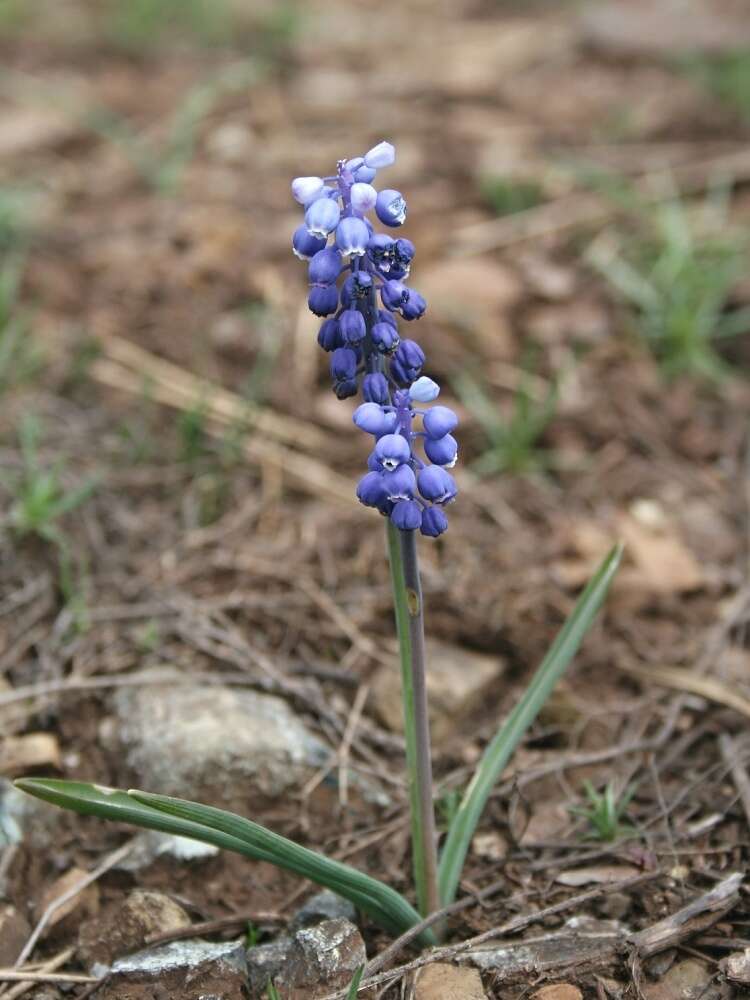 Image of common grape hyacinth