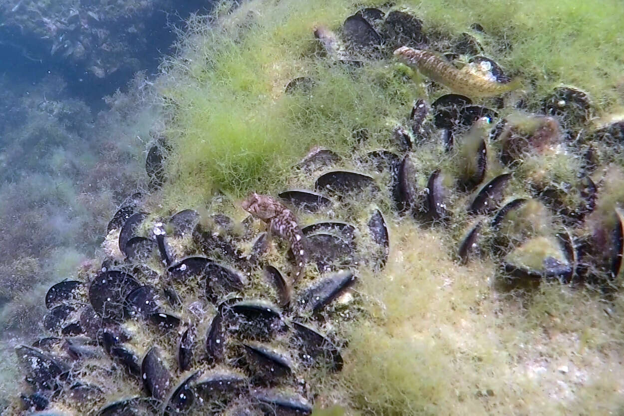 Image of Red Blenny