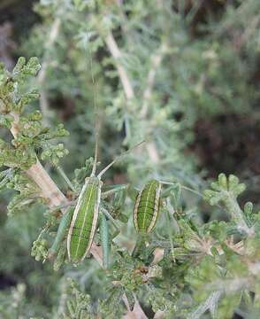 Sivun Odontura (Odonturella) aspericauda Rambur 1838 kuva