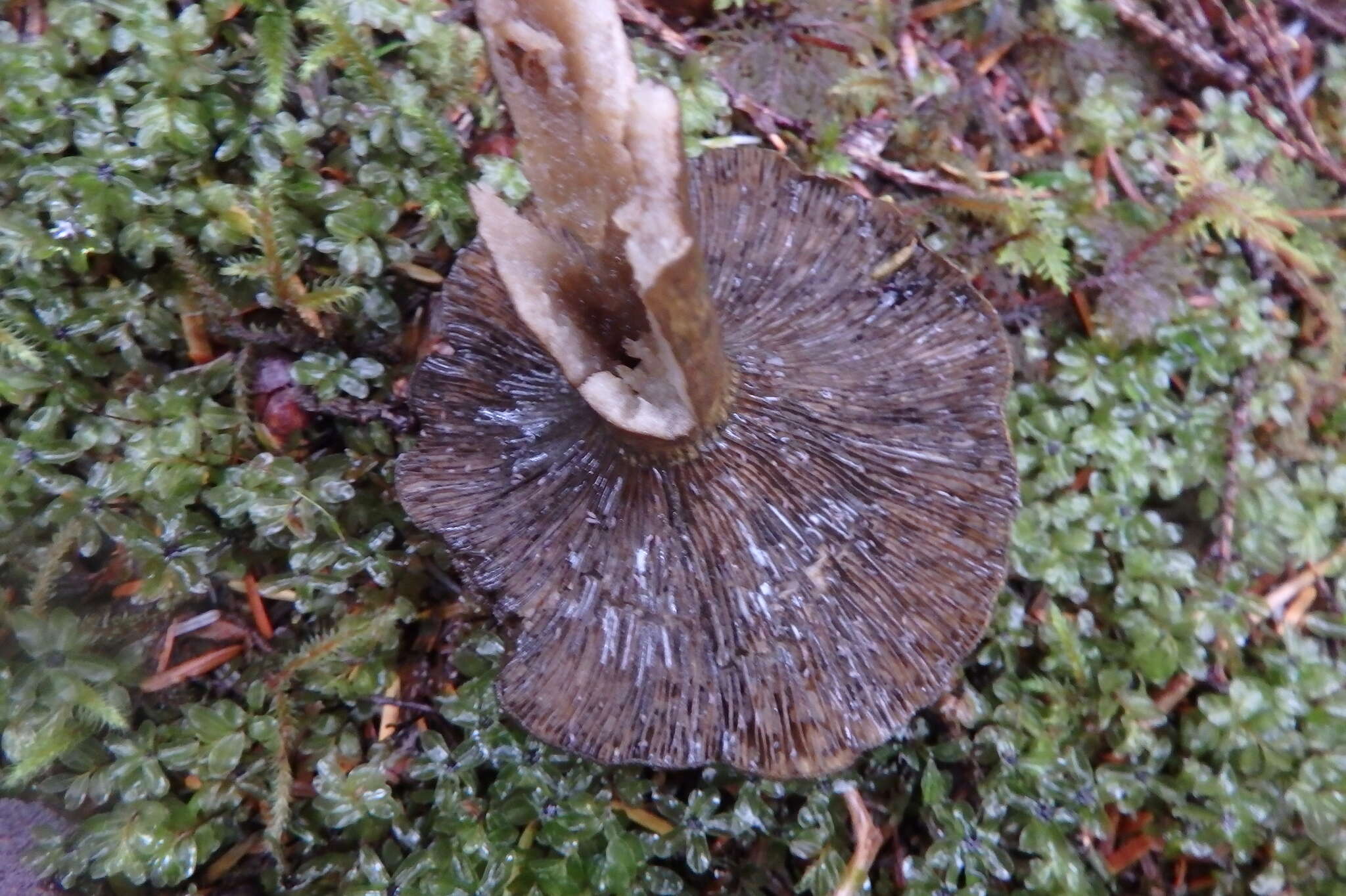 Слика од Lactarius olivaceoumbrinus Hesler & A. H. Sm. 1979